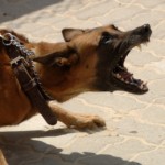Gesetzeslücke bei Hundhaltung