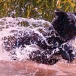 Hundehalter 1539174699