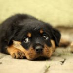 Rottweiler 1539340318