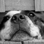 Hund