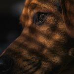 hund 1538821678