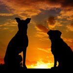 hund 1538988940