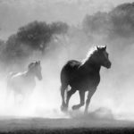 pferd 1539449340