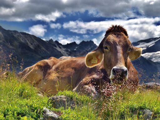 NÖ Bauernbund kritisiert Kuhattacken-Urteil scharf - Leider hat es wieder einen erfahrenen Landwirt getroffen