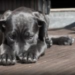 hund 1552565924