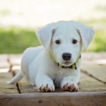 hund 1557221237