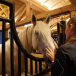 Lipizzaner 1562226788