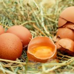 eier 1562225562