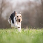 hund 1562575833