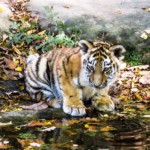 tiger 1566895220