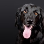 hund 1569001745