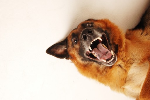 Wenn dich der eigene Hund angreift!