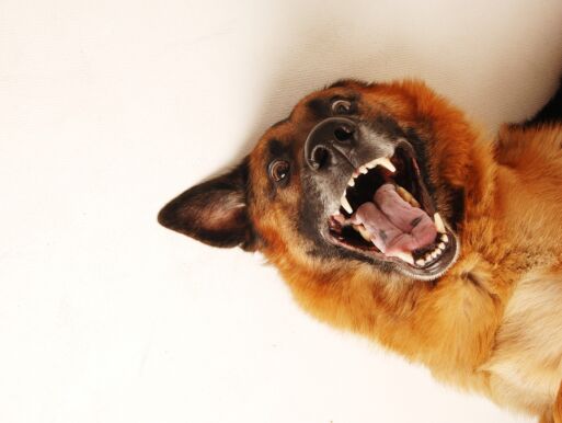 Wenn dich der eigene Hund angreift!