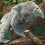 Australien 1578600164