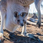 Australien 1578917814