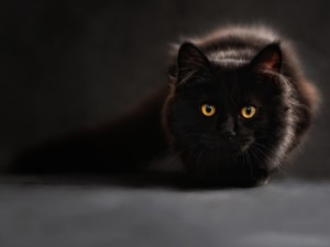 Katze 1587463912