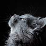 katze 1587113279