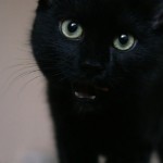 schwarzer panther 1589562057