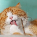 Katze 1593431491