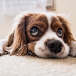 Hund 1594890121