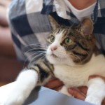 Katze 1594801557