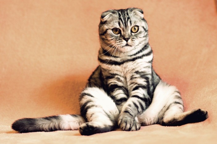 Bild zum Beitrag "Katze (Kipferl) Furth Neuigkeiten Update: 28.9. 2021" Katzen 1593783376