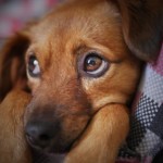 hund 1594381694