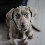 hund 1594721422