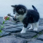 katze 1595237843