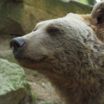Vinzenz war ein außergewöhnlich schöner sibirischer Braunbär | Fotocredit: VIER PFOTEN