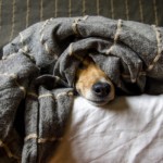 Hund