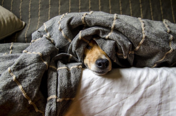 Hund