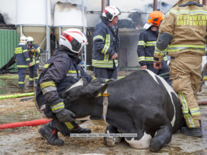 Laab im Walde: Bauernhof in Vollbrand 12.05.2021