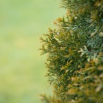 hecke 1629456414
