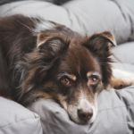 Hund