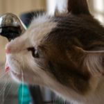 Wasser