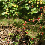 Spätsommer und Herbstbeginn