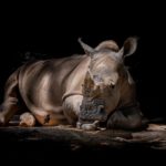 nashorn 1694593571