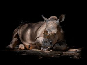 Unerklärliche Umstände zum Tod der Tierpflegerin im Salzburger Zoo