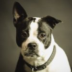 Hund 1697100763
