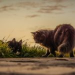 Katzen 1702029758