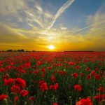 Blumenwiese 1706784435