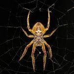 Spinne 1710755767
