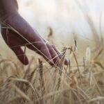 Landwirtschaft 1737975856