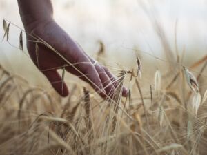 Furth: Bauern, Landwirtschaft fördern - sie verdienen es