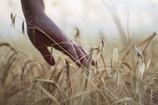 Budget: Tiefe Einschnitte für Landwirte - Politiker Landwirte müssen Beitrag leisten?