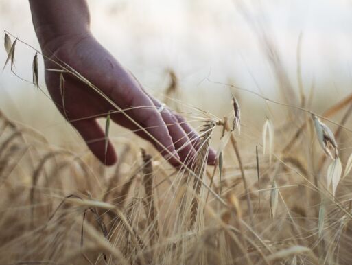 Budget: Tiefe Einschnitte für Landwirte - Politiker Landwirte müssen Beitrag leisten?