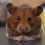 Hamster 1747728992
