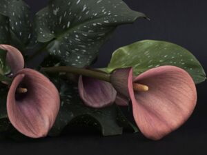 Mit 89 Jahren den gemeinsamen Tod entschieden Zwillinge gingen gemeinsam