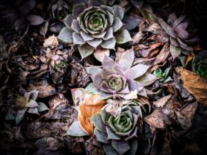 Welches Spiel führte der Notar bei den mutmaßlichen Verbrechen?